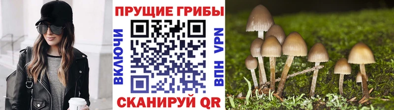 купить наркоту  это как зайти  Псилоцибиновые грибы Psilocybe  Анива 